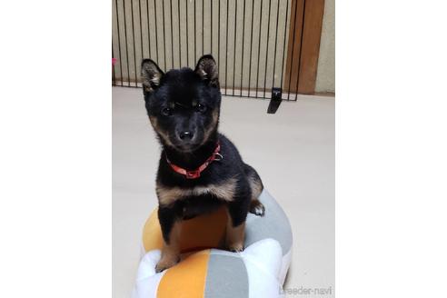 販売中の新潟県の柴犬-216607