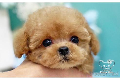 成約済の愛知県のタイニープードル-226341