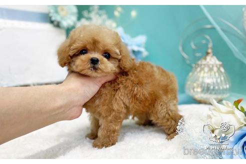 成約済の愛知県のタイニープードル-226341の2枚目