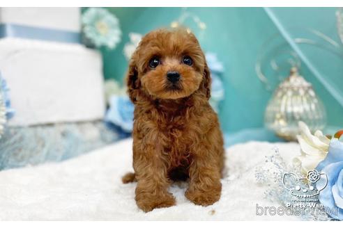 成約済の愛知県のタイニープードル-226342の3枚目