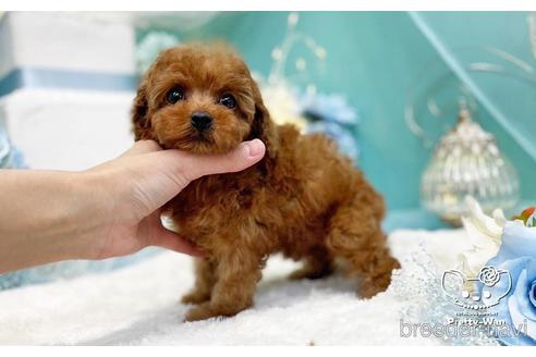 成約済の愛知県のタイニープードル-226342の2枚目