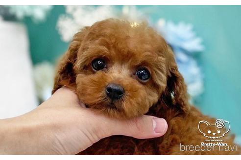 成約済の愛知県のタイニープードル-226342