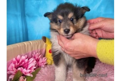 子犬
