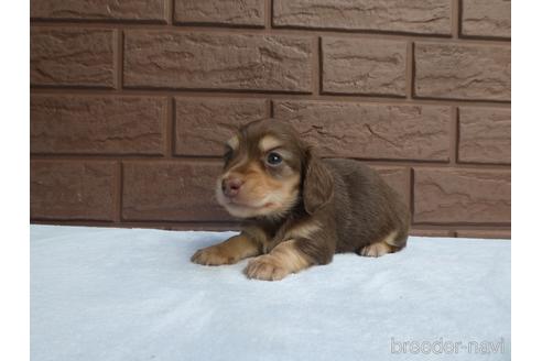 成約済の埼玉県のミニチュアダックスフンド(ロングヘアード)-226375の2枚目