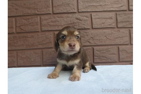 成約済の埼玉県のミニチュアダックスフンド(ロングヘアード)-226375の1枚目