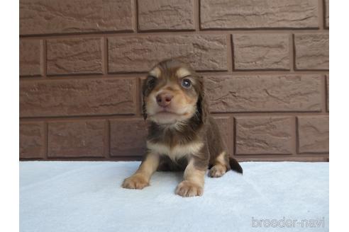 成約済の埼玉県のミニチュアダックスフンド(ロングヘアード)-226375の3枚目