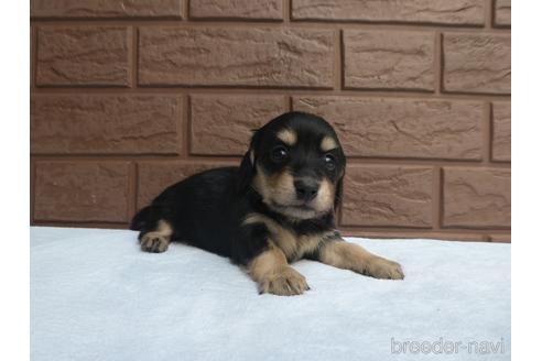 成約済の埼玉県のミニチュアダックスフンド(ロングヘアード)-226376の2枚目