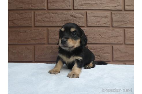 成約済の埼玉県のミニチュアダックスフンド(ロングヘアード)-226376の3枚目