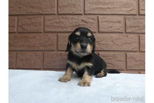 成約済の埼玉県のミニチュアダックスフンド(ロングヘアード)-226376の1枚目