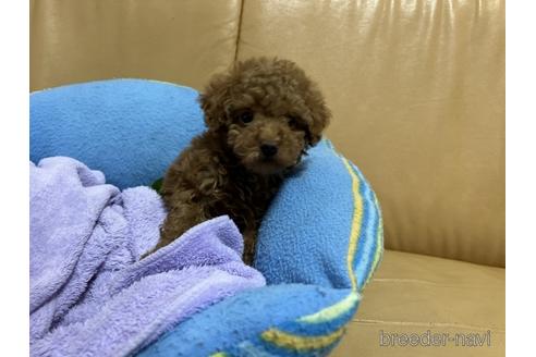 成約済の栃木県のトイプードル-226378の3枚目