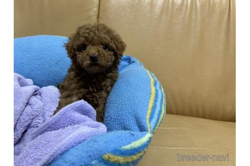 成約済の栃木県のトイプードル-226378の4枚目