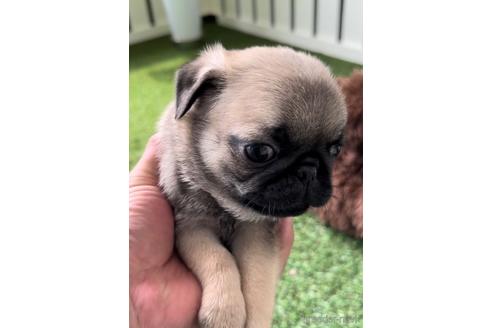 成約済の福岡県のパグ-220901の1枚目