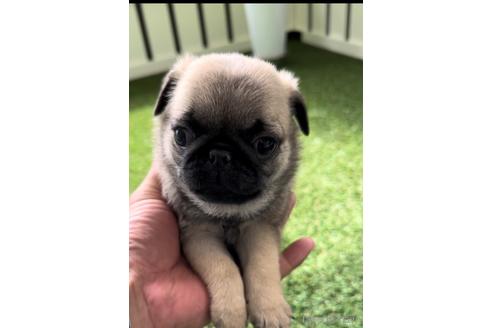 成約済の福岡県のパグ-220901の2枚目