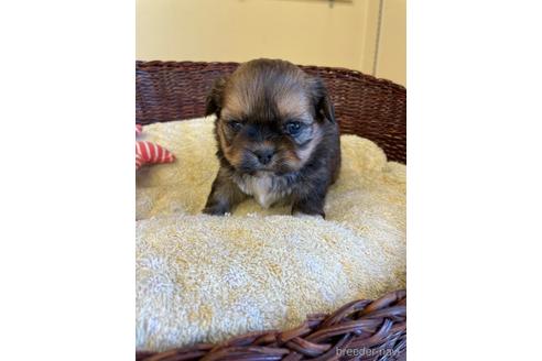 成約済の愛知県のミックス犬-226400の5枚目