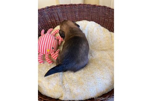成約済の愛知県のミックス犬-226400の2枚目