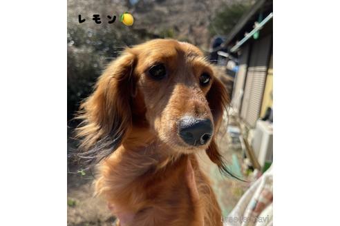 レモン🍋ちゃん1枚目