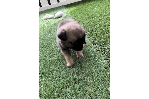 成約済の福岡県のパグ-220904の2枚目