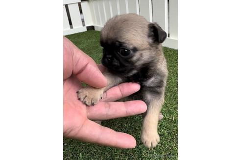 成約済の福岡県のパグ-220904の3枚目