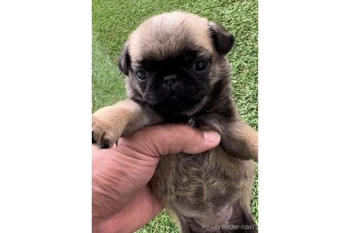 成約済の福岡県のパグ-220904の1枚目