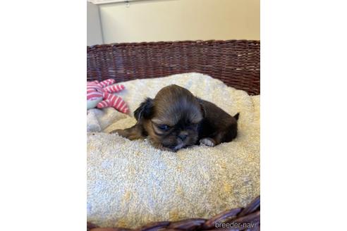 成約済の愛知県のミックス犬-226405の3枚目