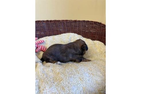 成約済の愛知県のミックス犬-226405の5枚目