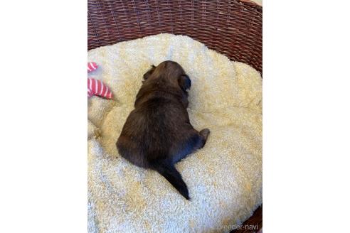 成約済の愛知県のミックス犬-226405の6枚目