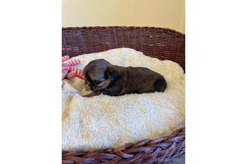 成約済の愛知県のミックス犬-226405の7枚目