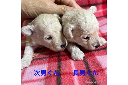 成約済の福岡県のタイニープードル-226509の3枚目