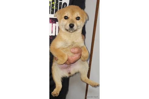 成約済の福岡県のミックス犬-219139の1枚目