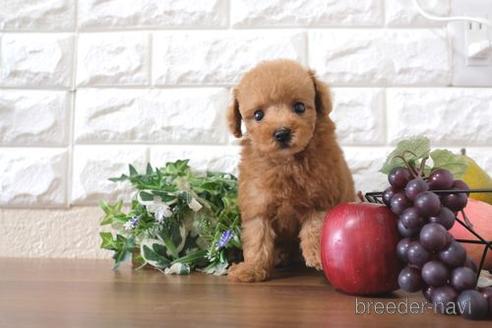成約済の滋賀県のトイプードル-220411の1枚目