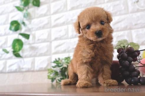 成約済の滋賀県のトイプードル-220411の6枚目