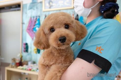 成約済の滋賀県のトイプードル-220411の4枚目