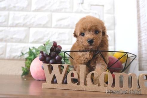 成約済の滋賀県のトイプードル-220411の3枚目