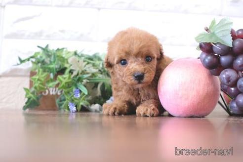 成約済の滋賀県のトイプードル-220411の2枚目