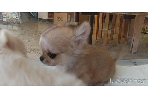 成約済の愛知県のチワワ(ロングコート)-211402の28枚目