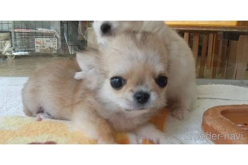 成約済の愛知県のチワワ(ロングコート)-211402の23枚目