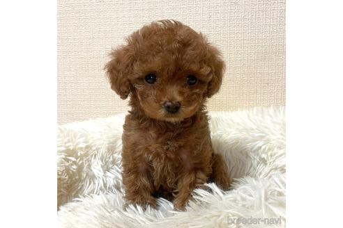 成約済の徳島県のタイニープードル-220959の12枚目