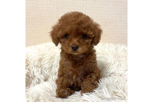 成約済の徳島県のタイニープードル-220959の11枚目