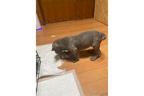 成約済の佐賀県のアメリカンピットブルテリア-214467の51枚目