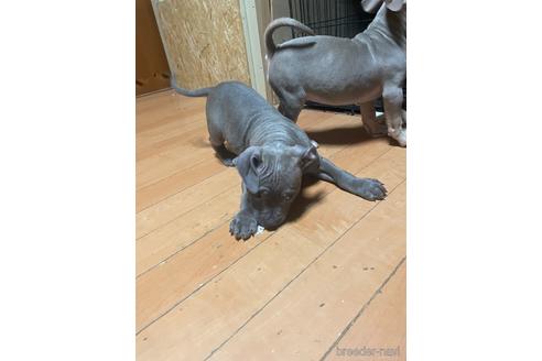 成約済の佐賀県のアメリカンピットブルテリア-214467の45枚目