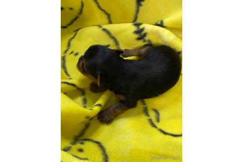 成約済の愛媛県のヨークシャーテリア-226634の15枚目