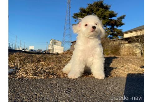 成約済の長野県のマルチーズ-212026の2枚目