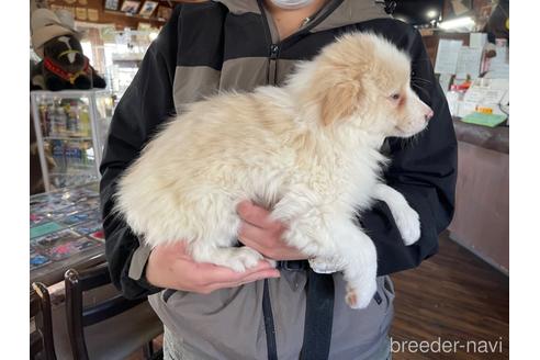 成約済の長野県のボーダーコリー-226642の3枚目