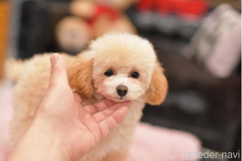 成約済の茨城県のタイニープードル-214921の1枚目