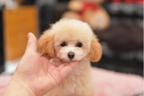 成約済の茨城県のタイニープードル-214921の6枚目