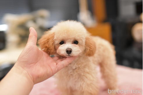 成約済の茨城県のタイニープードル-214921の5枚目