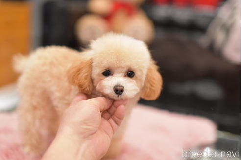 成約済の茨城県のタイニープードル-214921の4枚目