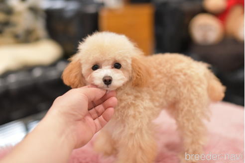 成約済の茨城県のタイニープードル-214921の3枚目