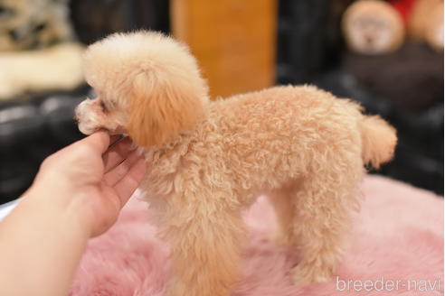 成約済の茨城県のタイニープードル-214921の2枚目