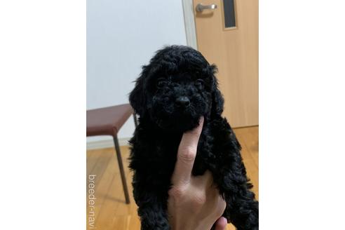 成約済の宮崎県のタイニープードル-223847の1枚目